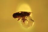 Five Detailed Fossil Flies (Phoridae) In Baltic Amber #105493-2